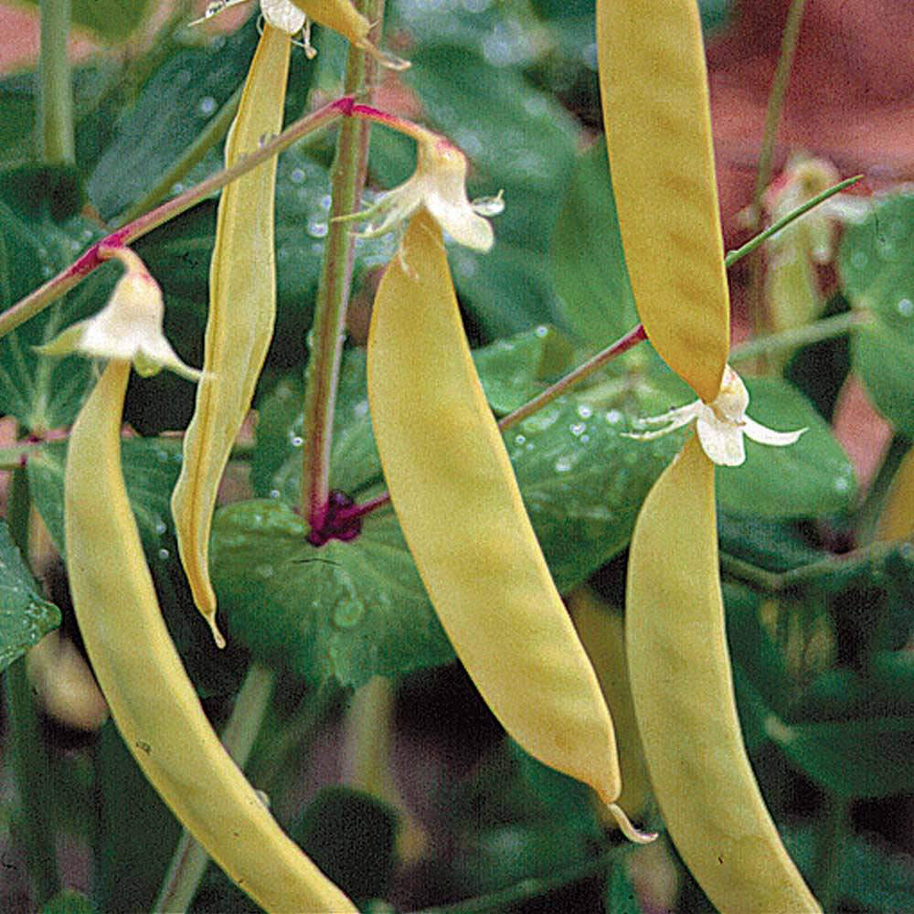Thompson and Morgan Pea Golden Sweet Seeds Image 2