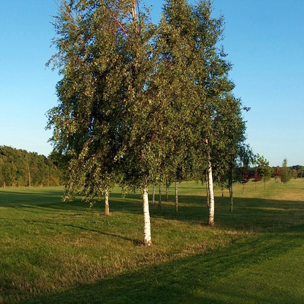 Inspirational Gifting Silver Birch Bare Root Hedge Plant Sapling 3-4ft 20 Pack Image 3