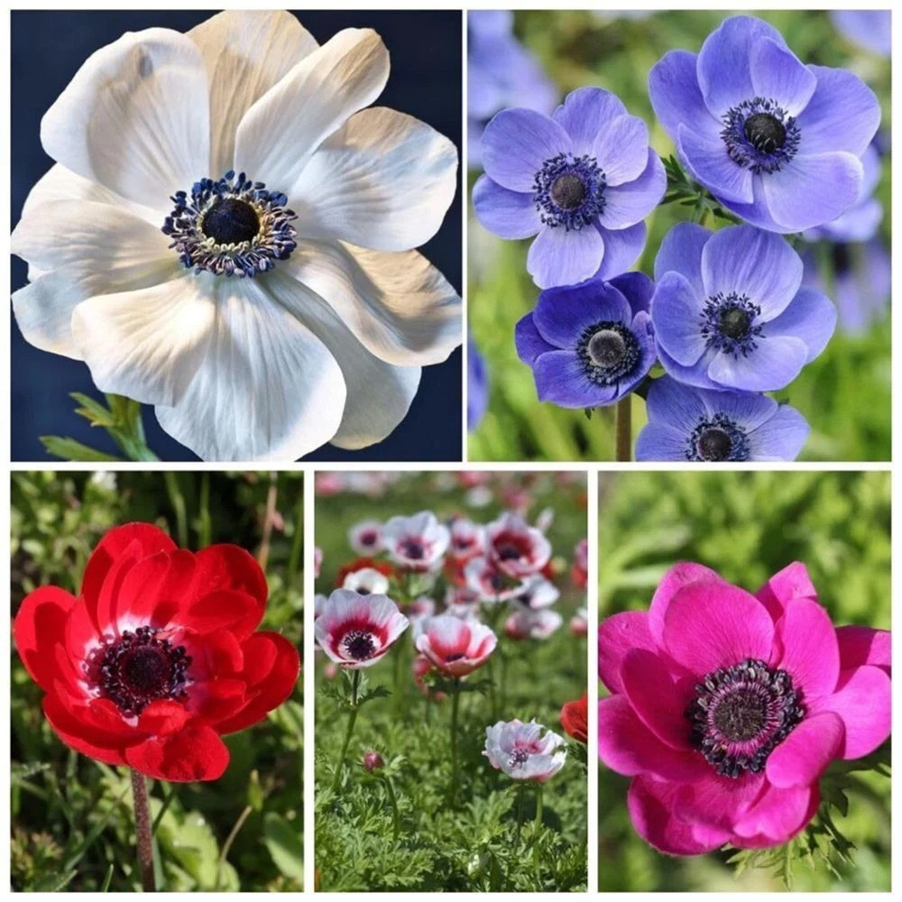 Thompson and Morgan Anemone Rainbow Collection Planting Bulb 300 Pack Image 1