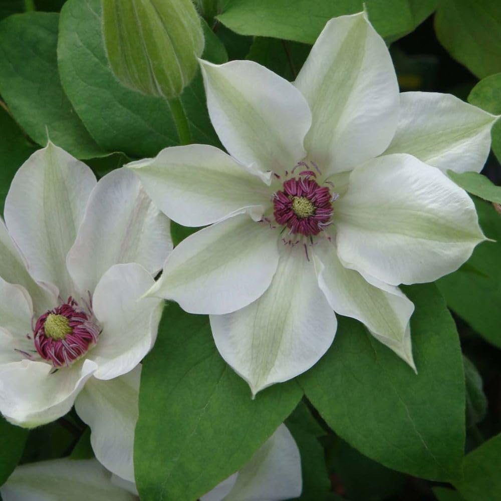 Thompson and Morgan Clematis Miss Bateman Plant Pot 7cm Image