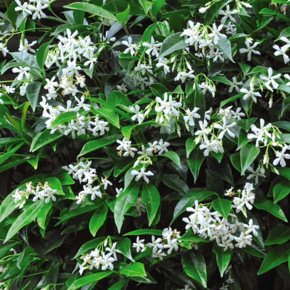 Thompson and Morgan Trachelospermum Jasminoides Plant Pot 2L Image 3