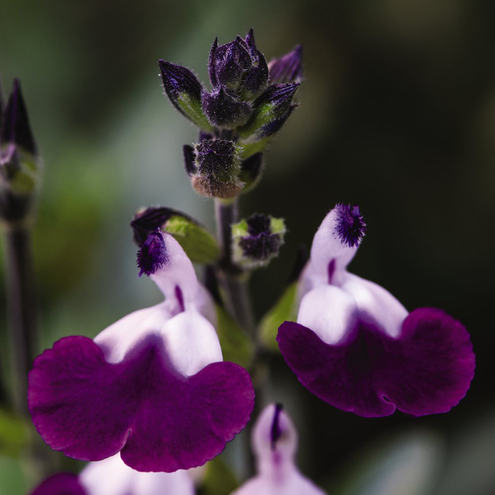 Thompson and Morgan Salvia Microphylla Amethyst Lips Postiplugs 3 Pack Image 1