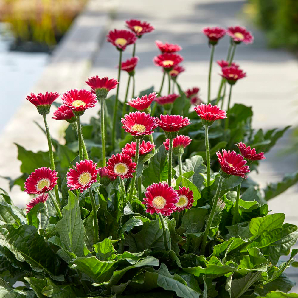 Thompson and Morgan Gerbera Garvinea Cheeky Magenta Potted Plant 7cm Image 6