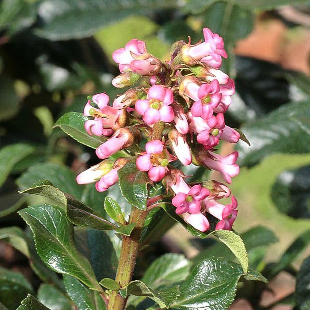 Thompson and Morgan Escallonia Variety Macrantha Plant Pot 9cm Image 1
