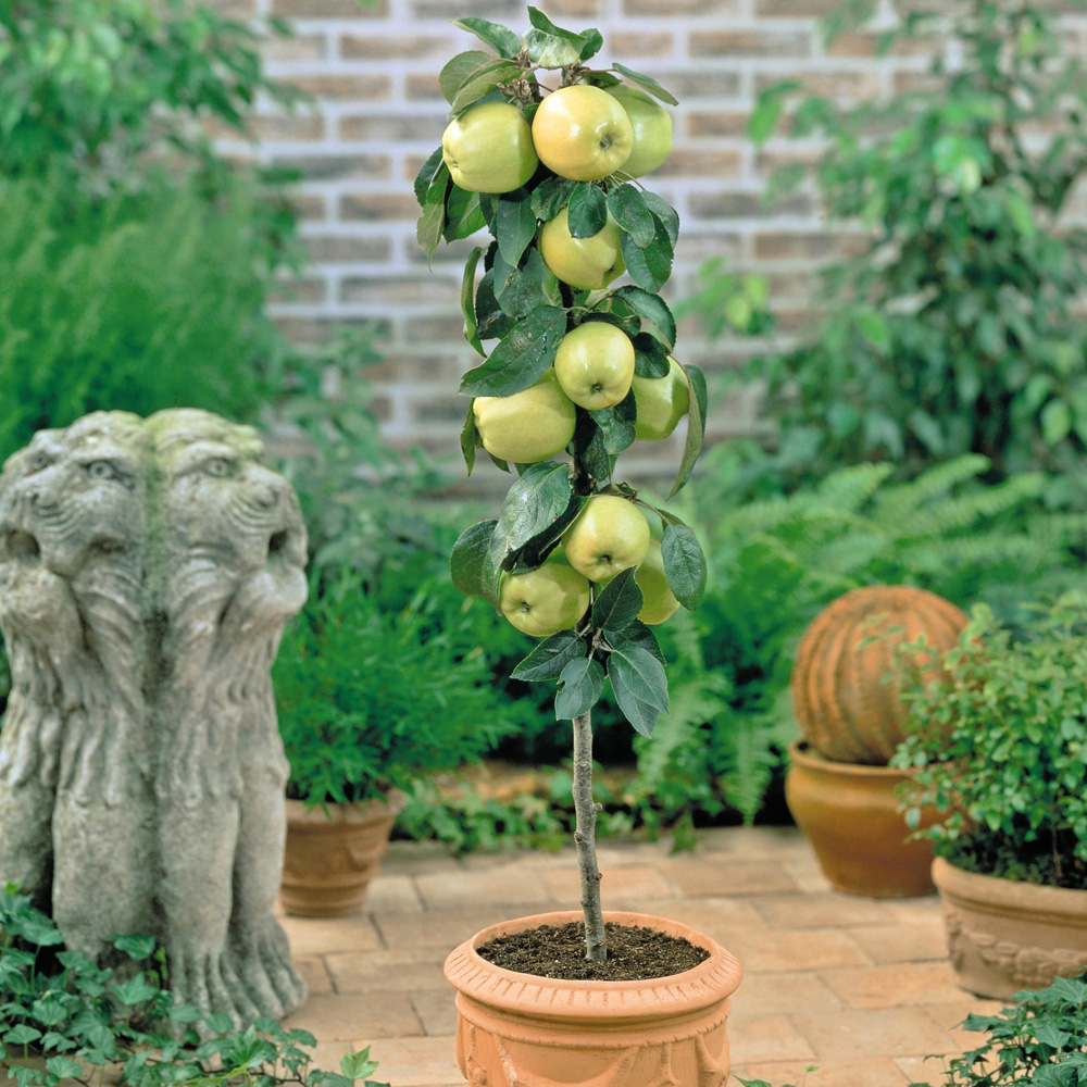 Thompson and Morgan Apple Malus Golden Delicious Espalier Plant Pot 5L Image 3