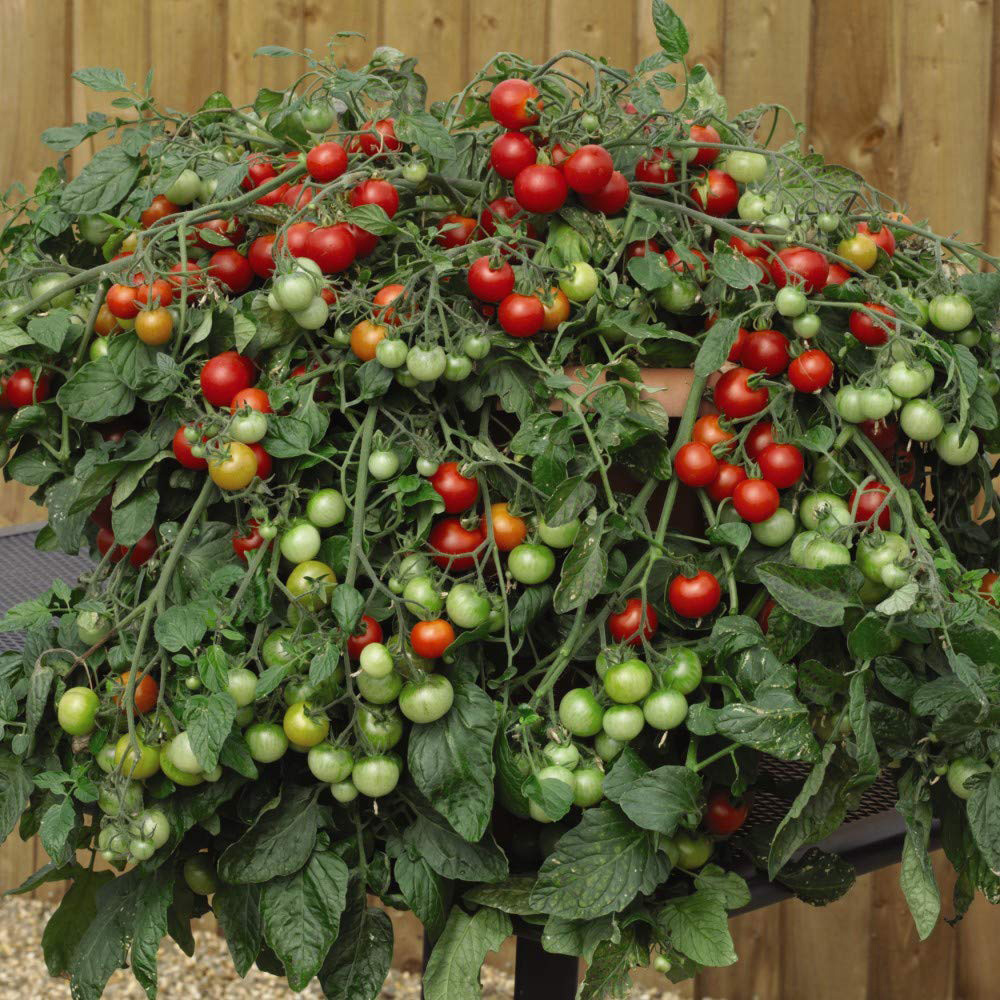 Thompson & Morgan Tomato Red Profusion Seeds Image