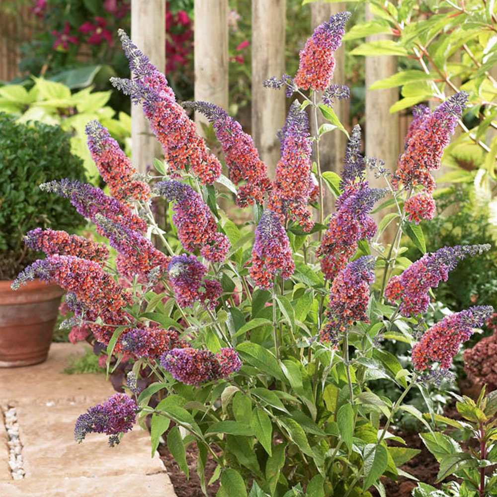 YouGarden Buddleia Flower Power Plant Pot Wilko