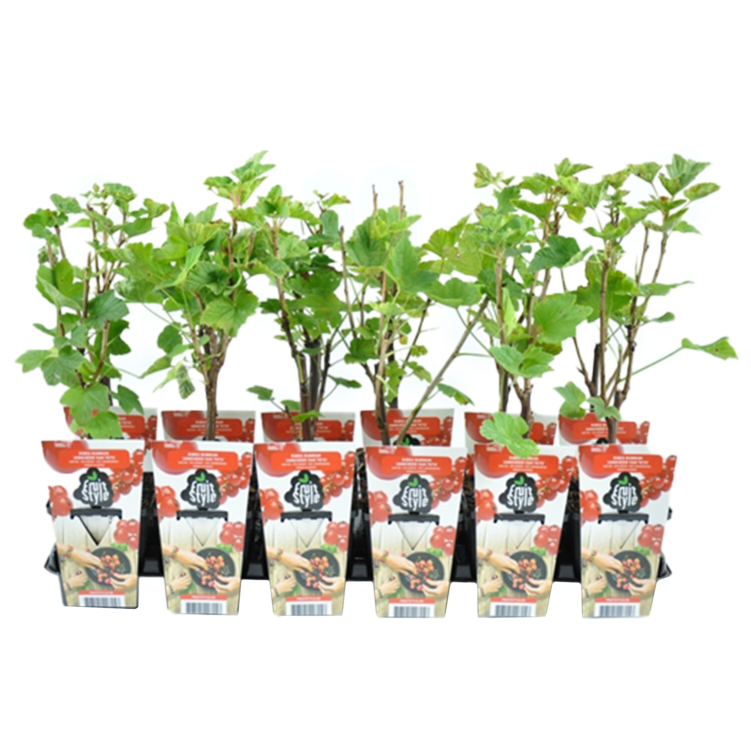 Ribes rubrum Redcurrant 'Jonkheer van Tets' Image
