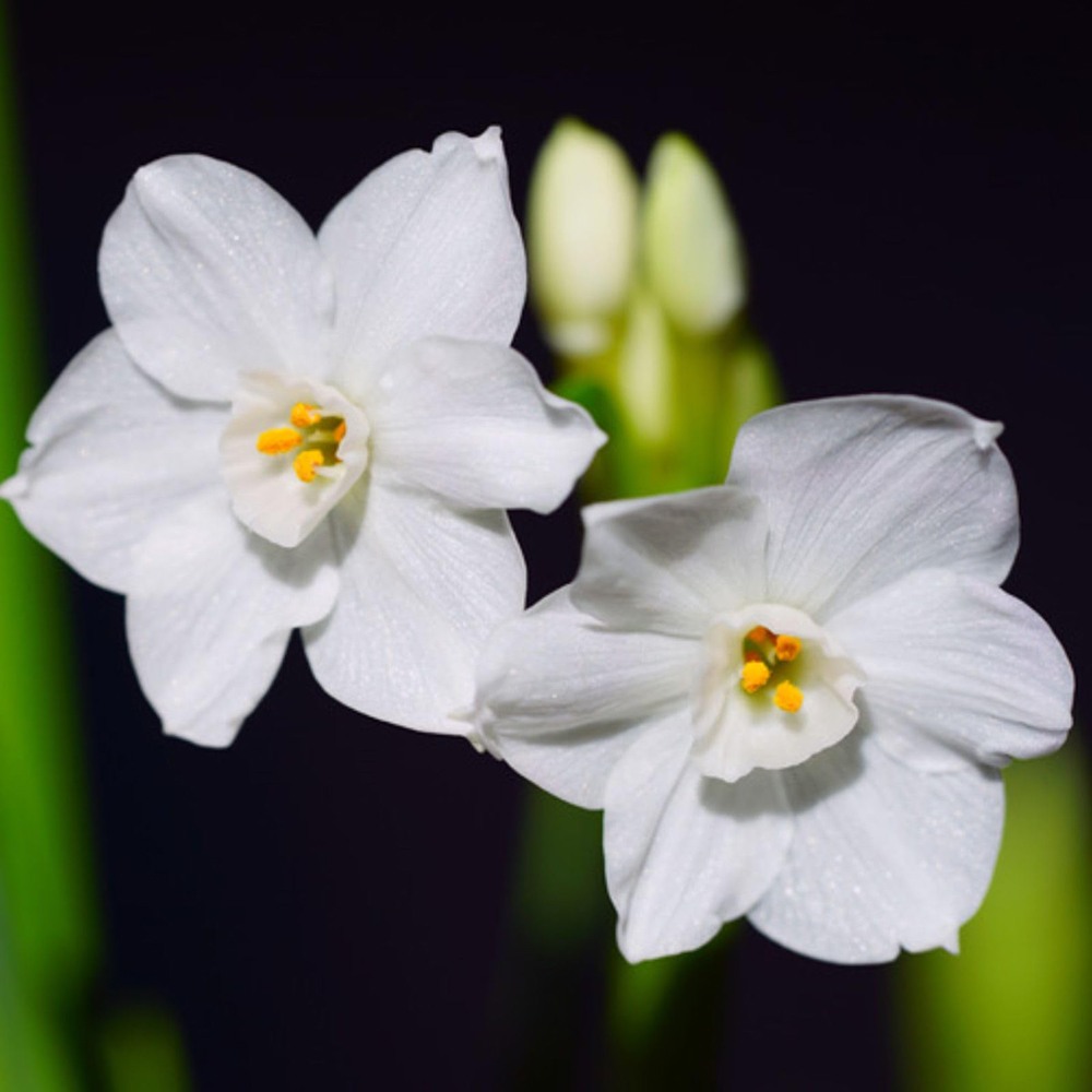 Thompson and Morgan Christmas Gift Narcissus Paperwhites Plant Pot 12cm 2 Pack Image 5
