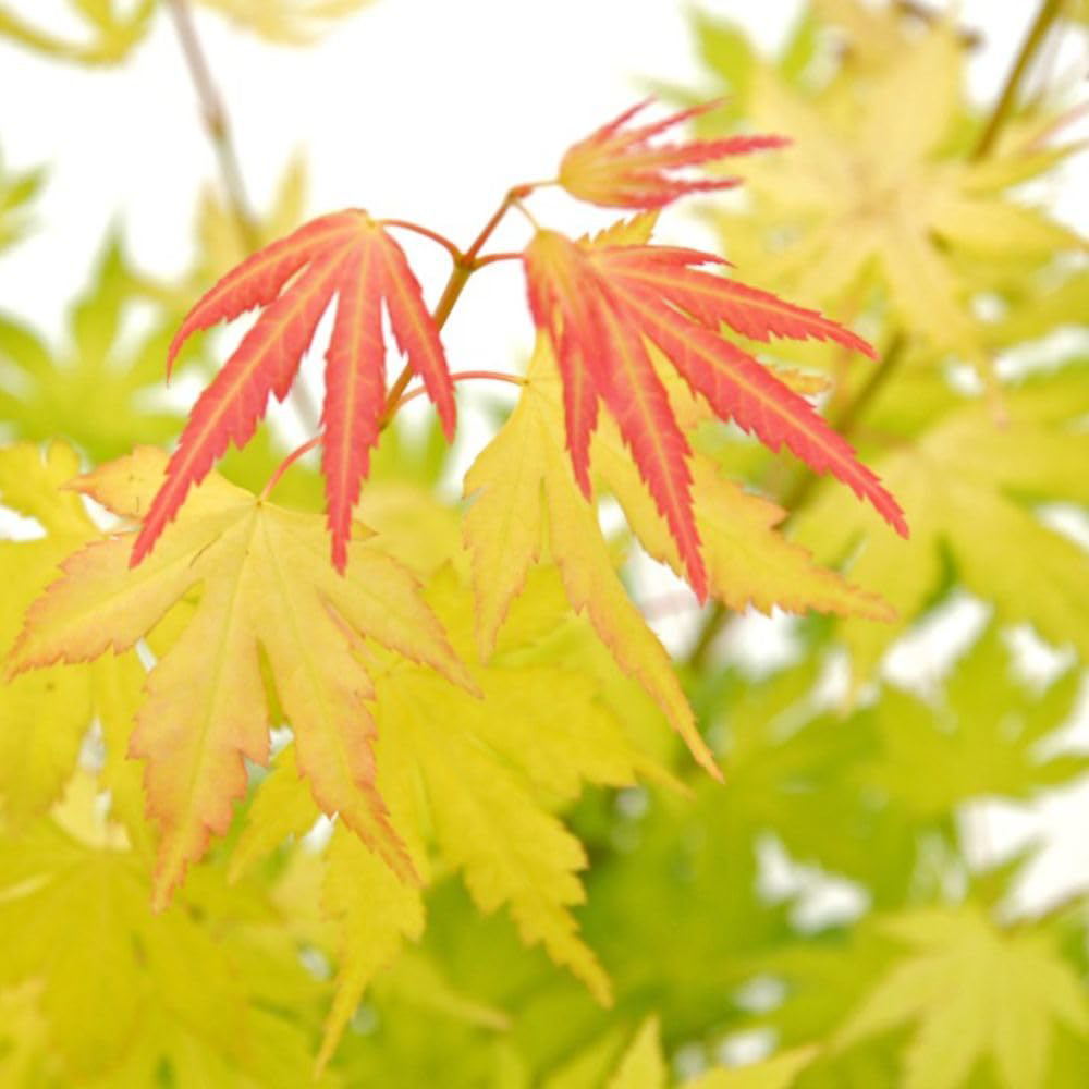 Thompson and Morgan Acer Palmate Orange Dream Potted Plant 15cm Image 3