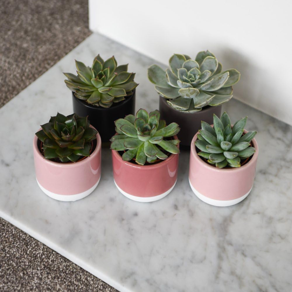 Thompson and Morgan Echeveria Mix Potted Plant 5.5cm 18 Pack Image 4