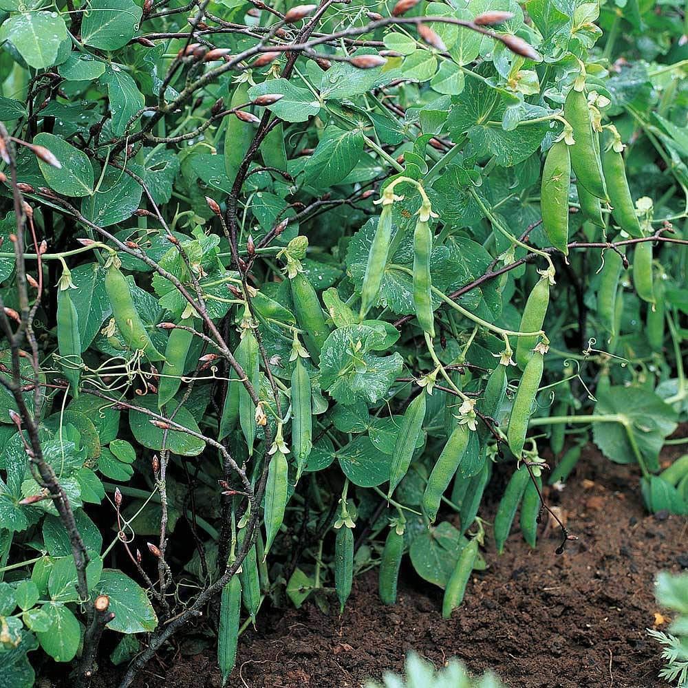 Thompson and Morgan Pea Meteor Seeds Image 3