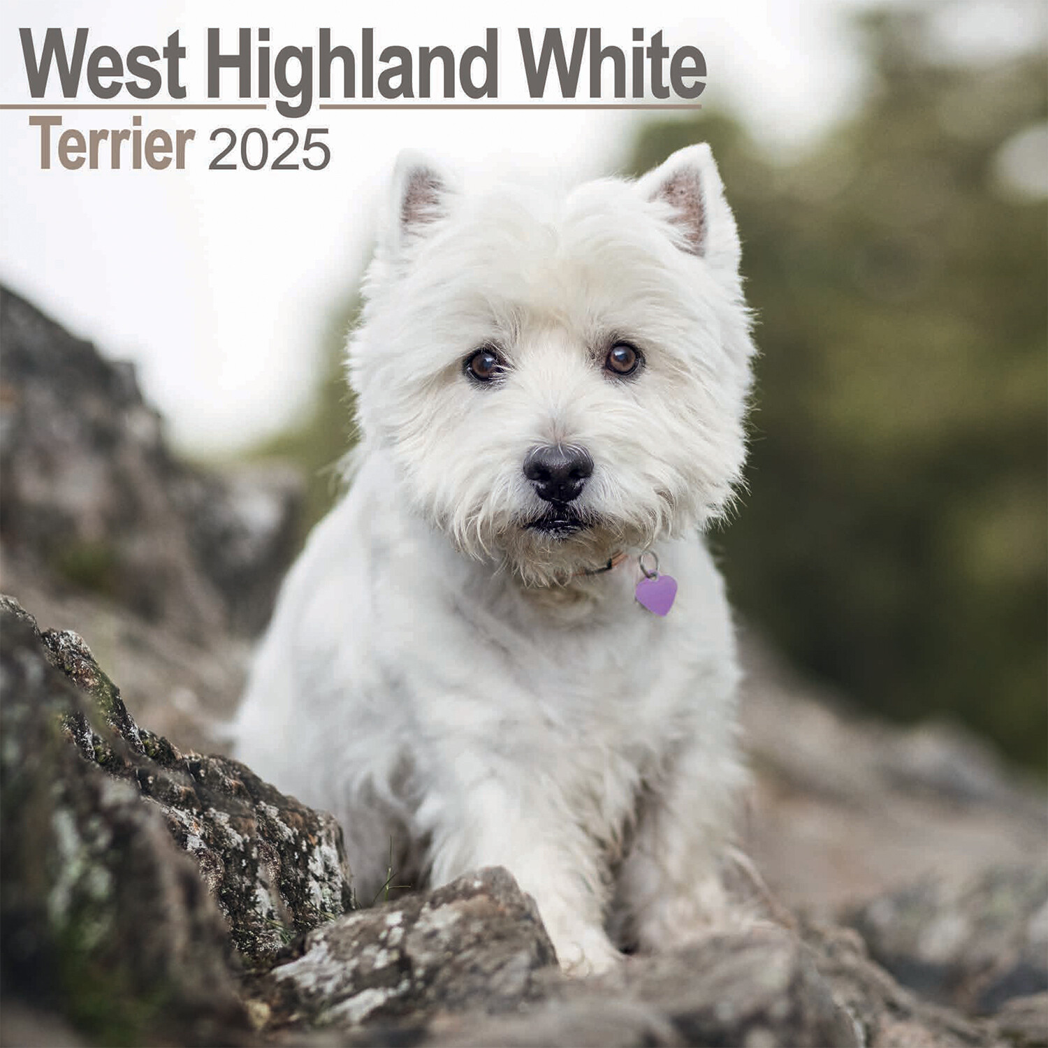 2025 Dog Wall Calendar - West Highland Terrier Image