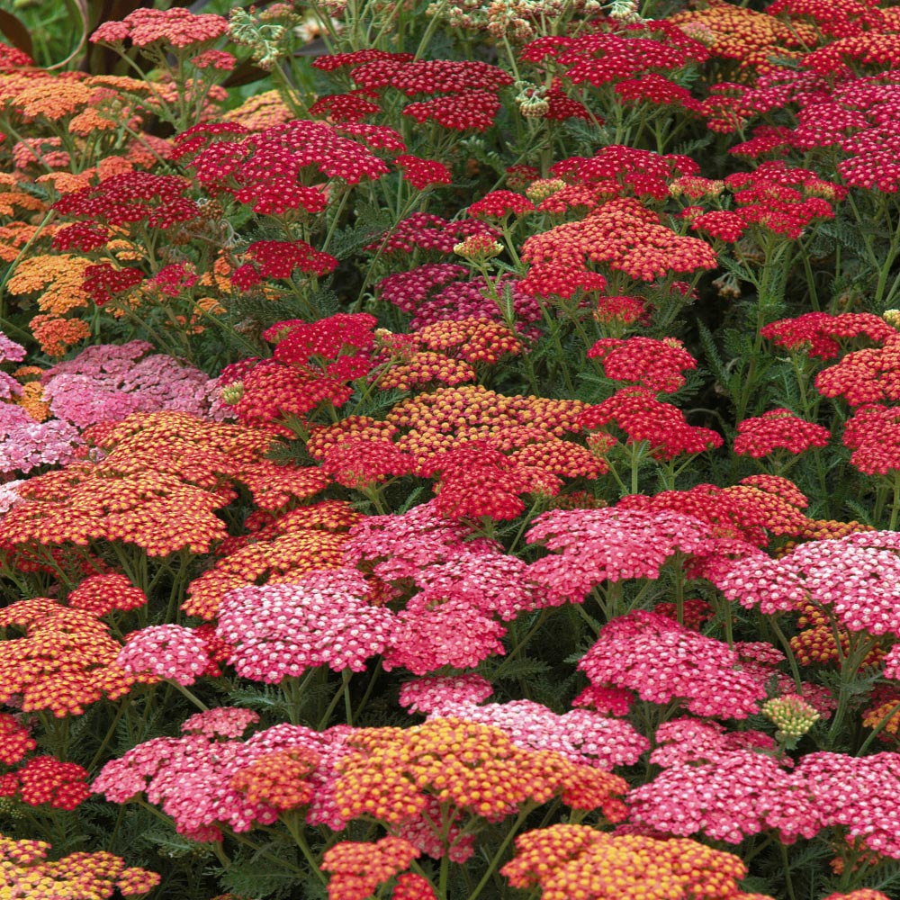Thompson and Morgan Achillea Millefolium Summer Berries Garden Ready Plant 15 Pack Image 3