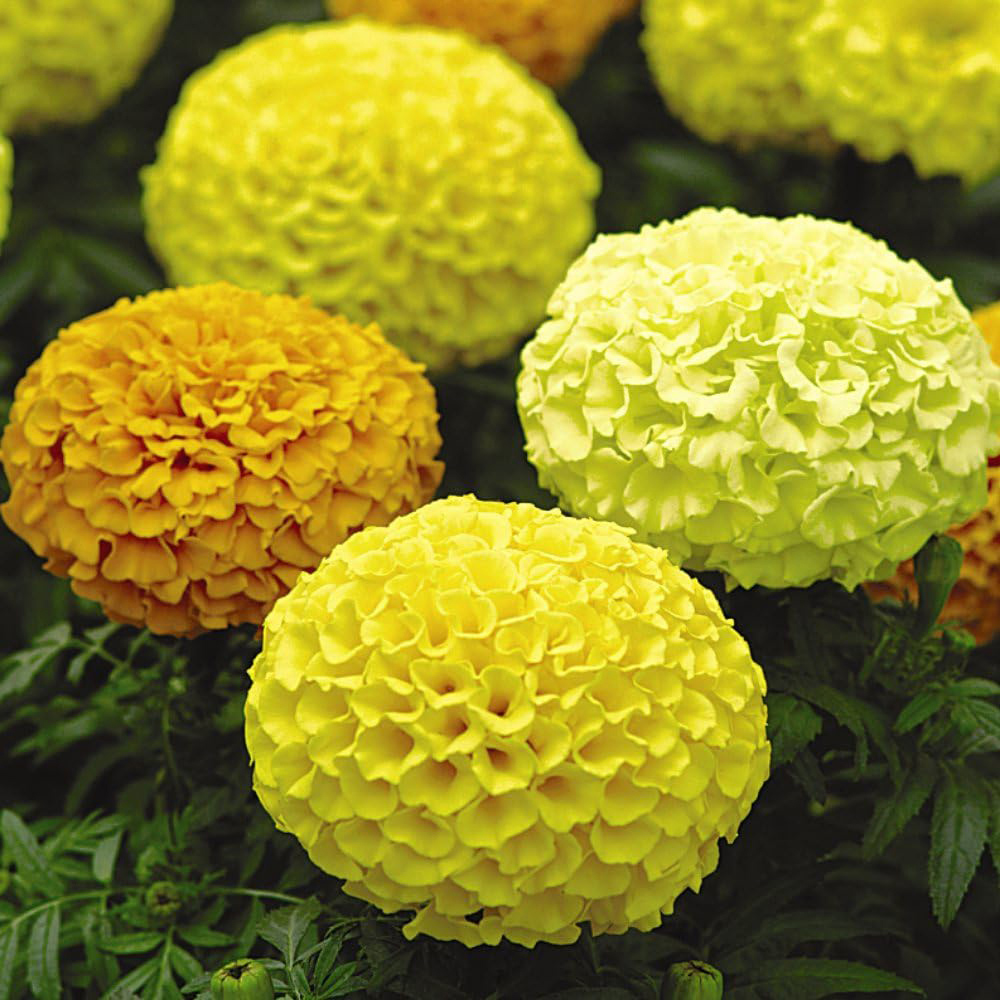 Thompson and Morgan Marigold Marvel Mix Garden Ready Plant 30 Pack Image 3