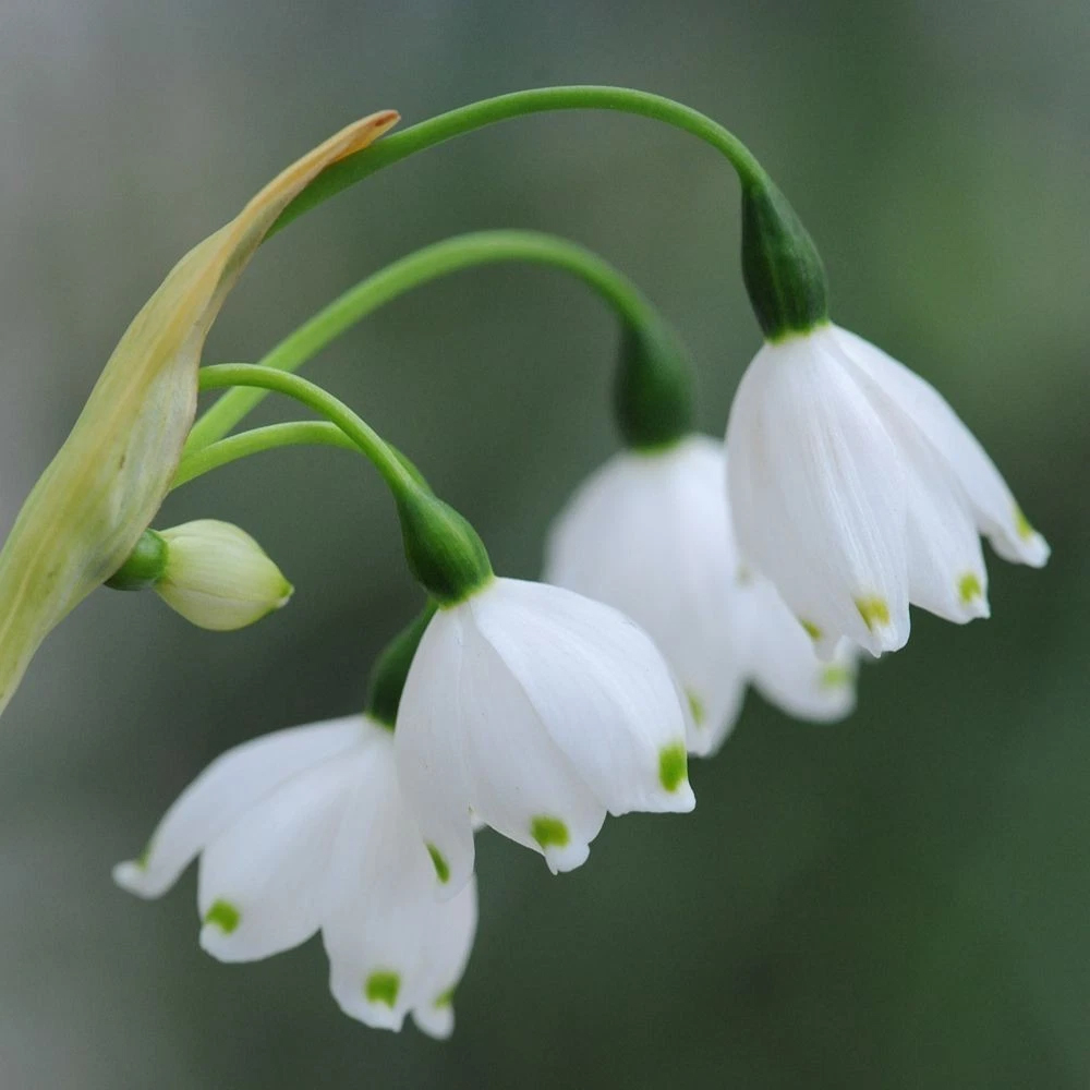 Thompson and Morgan Leucojum Aestivum Summer Snowflake Autumn Planting Bulb 6 Pack Image 3
