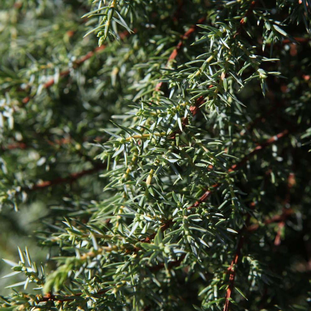 Thompson and Morgan Juniperus Communis Hibernica Plant Pot 9cm 2 Pack Image 4