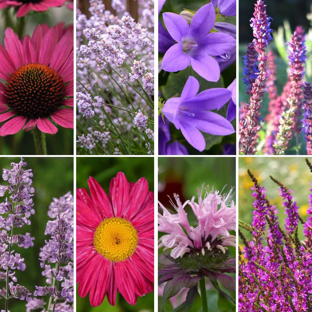 Thompson and Morgan Nurserymans Choice Perennial Cottage Garden Plant Pot 9cm x12 Image 1