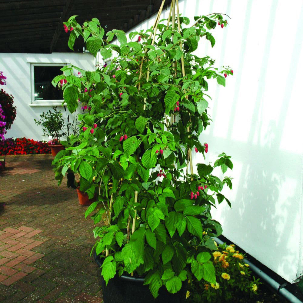 Thompson and Morgan Organic Raspberry Tulameen Plant Pot 2L 2 Pack Image 2