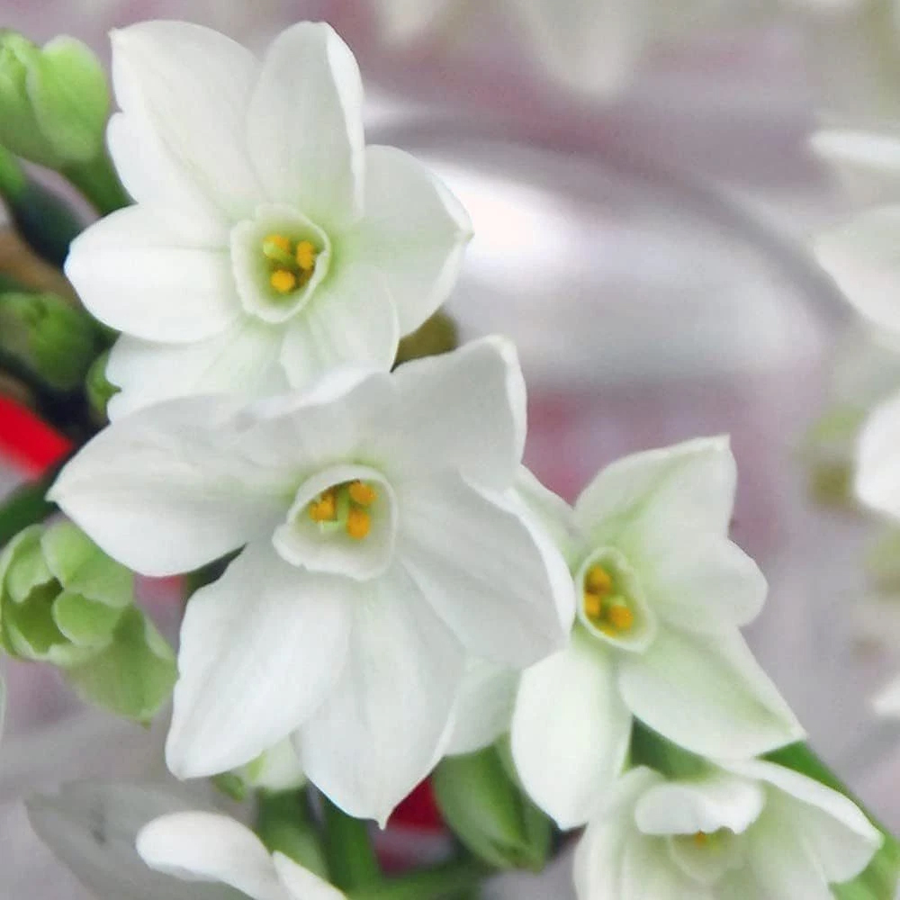 Thompson and Morgan Daffodil Papyraceus Planting Bulb 16 Pack Image 7