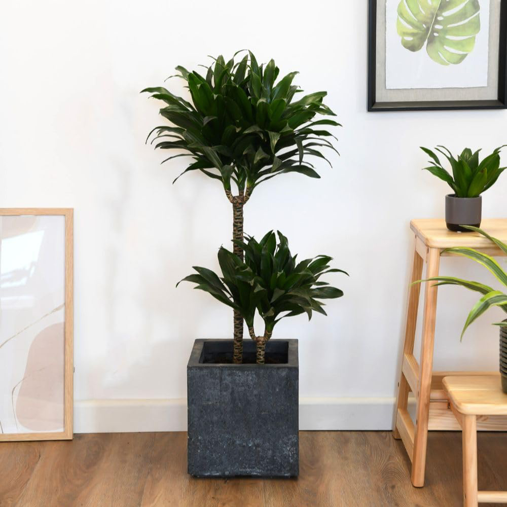 Thompson and Morgan Dracaena Dragon Tree Fragrans Compacta Plant Pot 12cm 2 Pack Image 3