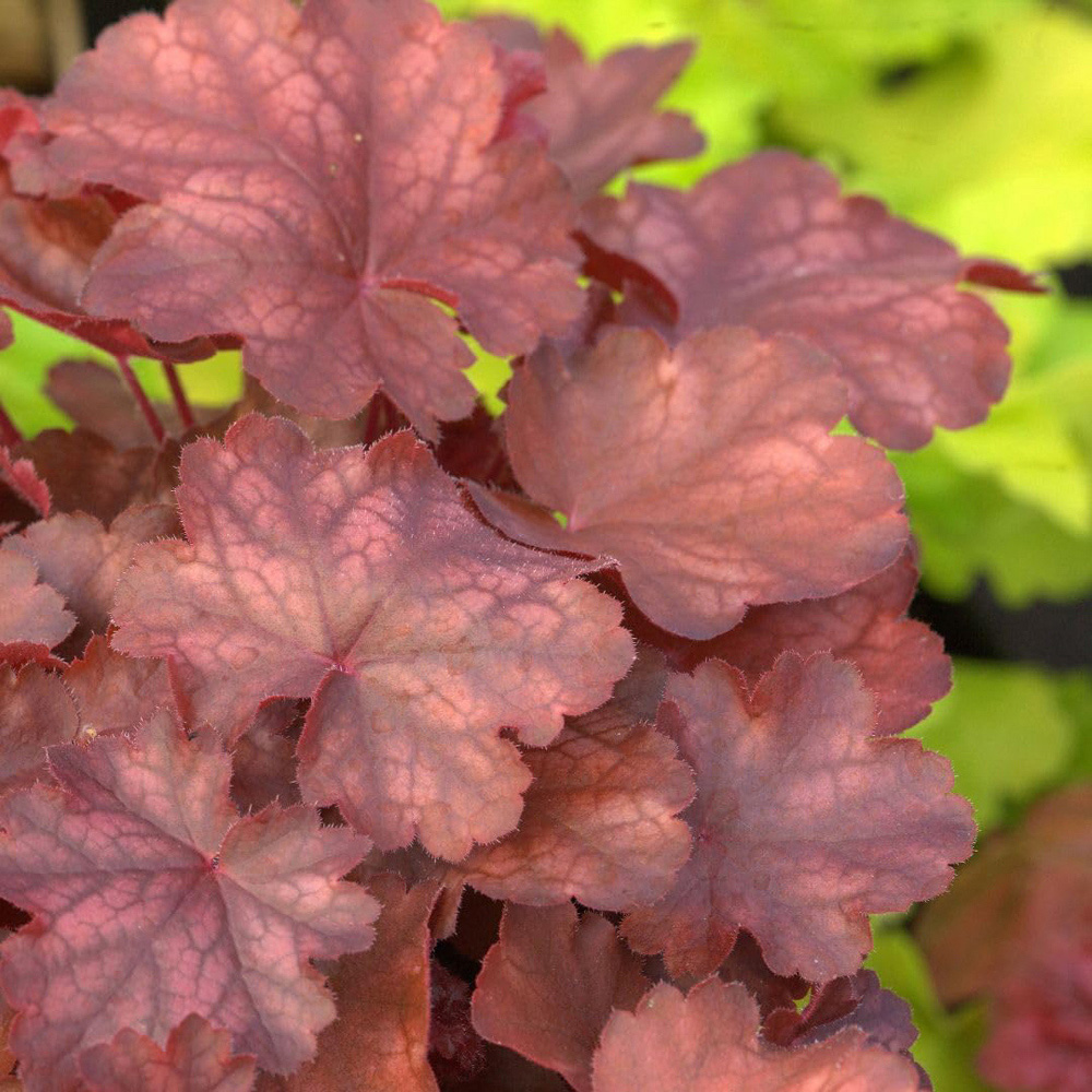 Thompson and Morgan Heuchera Fire Chief Plant Pot 9cm Image 2