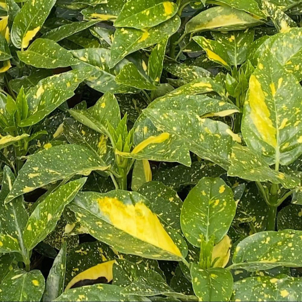 Thompson and Morgan Aucuba Japonica Mr Goldstrike Plant Pot 3L Image 1