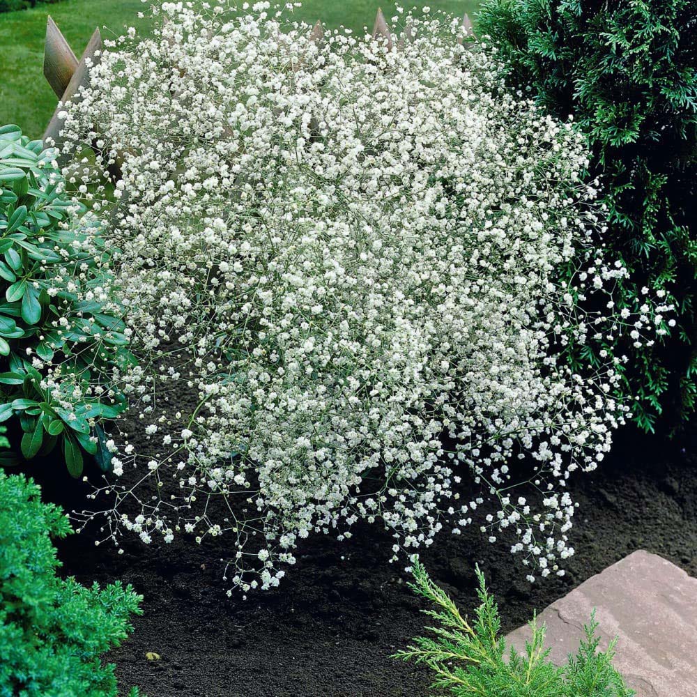 Thompson & Morgan Gypsophila Paniculata Seeds Image