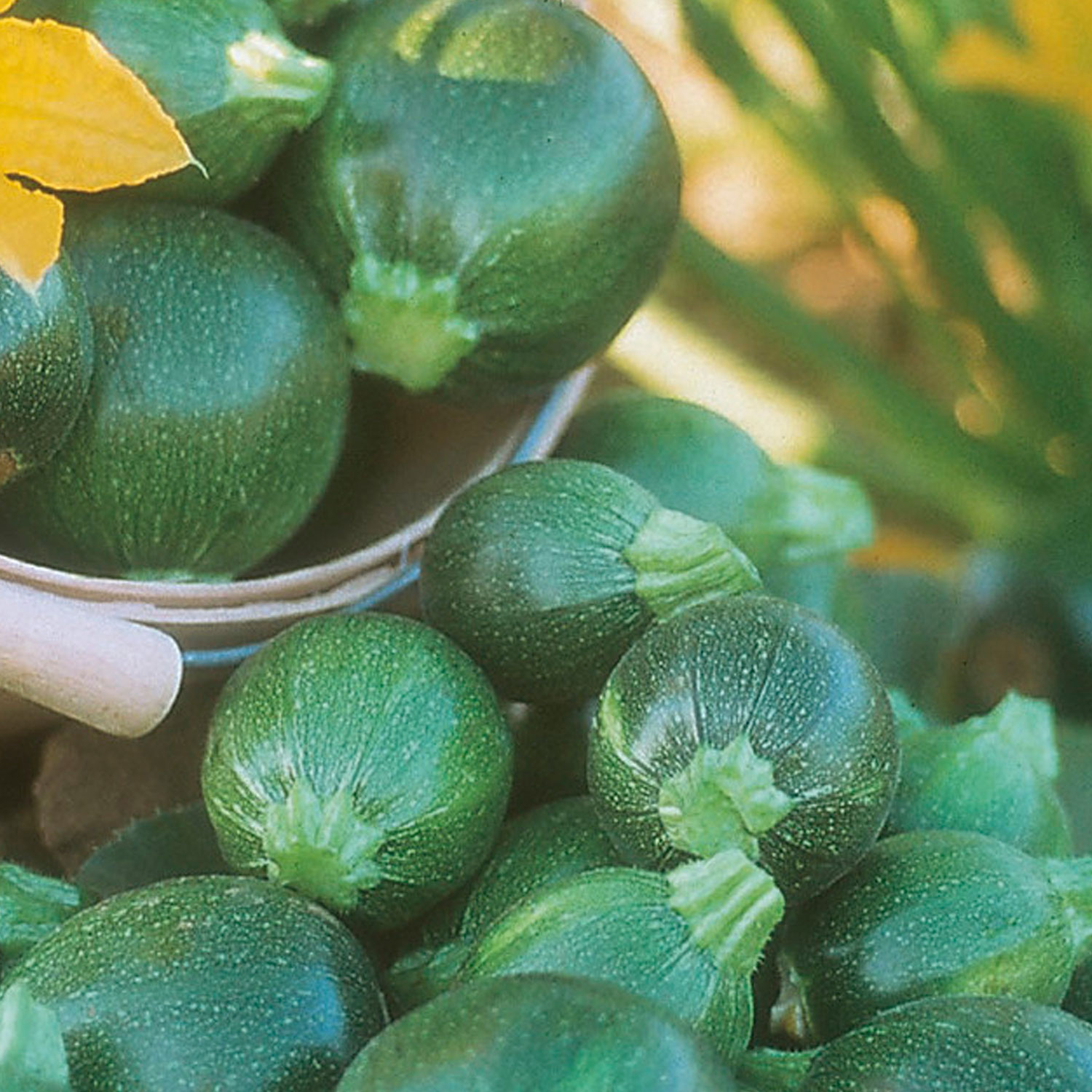 Johnsons 8 Ball F1 Courgette Seeds Image 1