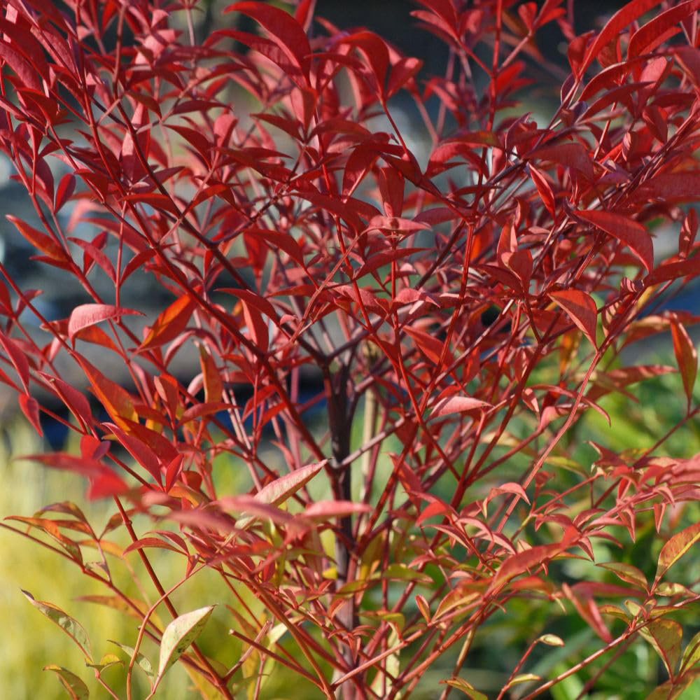 Thompson and Morgan Nandina Domestica Plant in Pot 15L Image 2