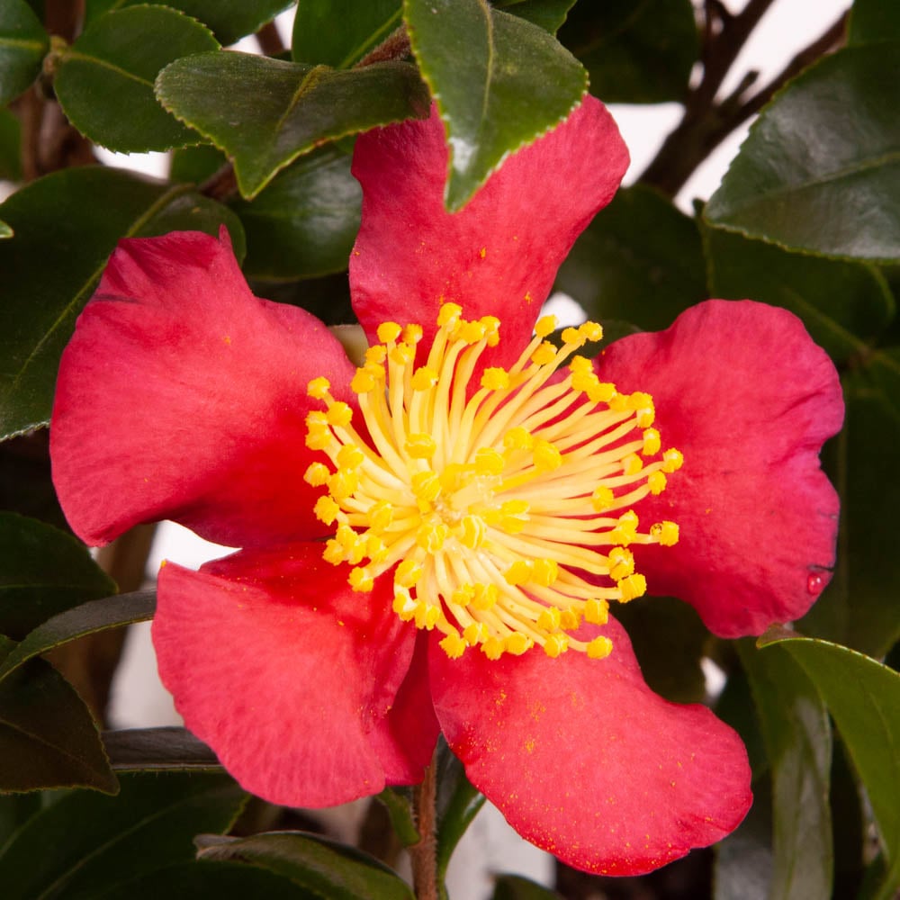 YouGarden Camellia Vernalis Yuletide with Plant Pot 15cm Image 3