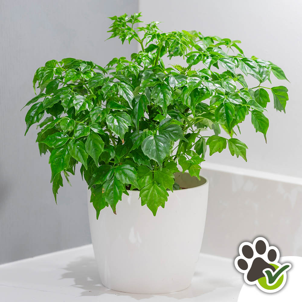 YouGarden China Doll Plant with Off White Recycled Pot Cover 12cm Image 3