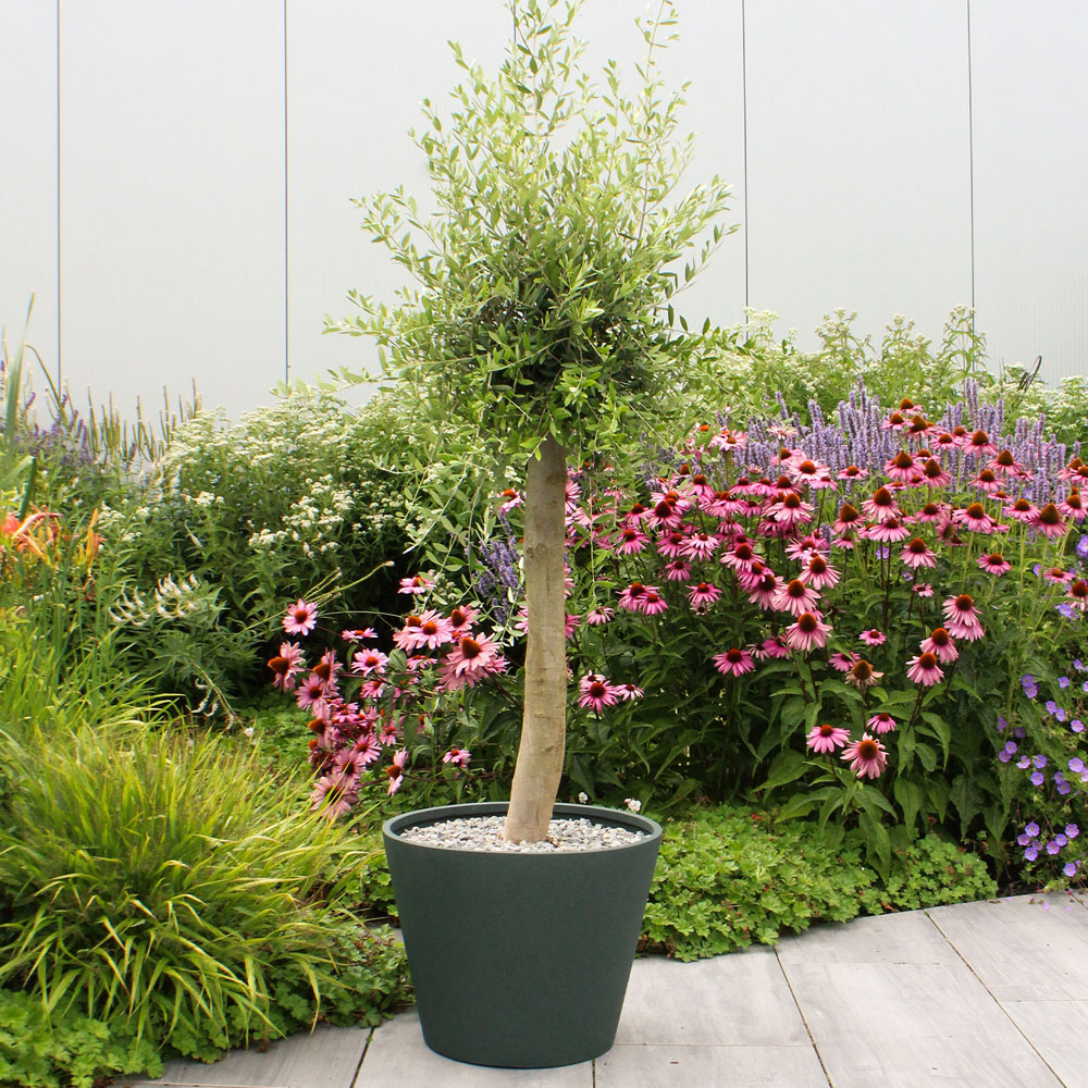 Mediterranean Olive Tree - Green Image 5