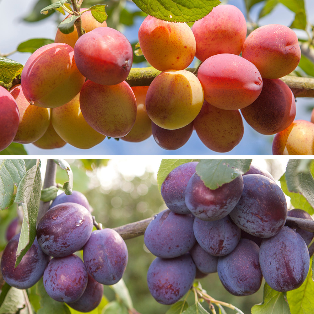 YouGarden Plum Duo Fruit Tree Bare Root Image 1
