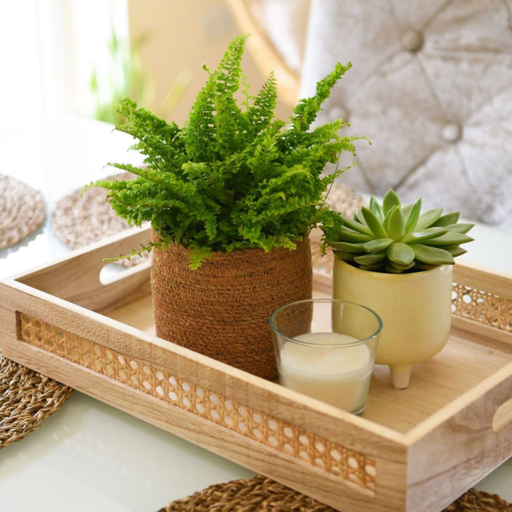 Thompson and Morgan Boston Fern Nephrolepis Exaltata Plant Pot 17cm 3 Pack Image 2