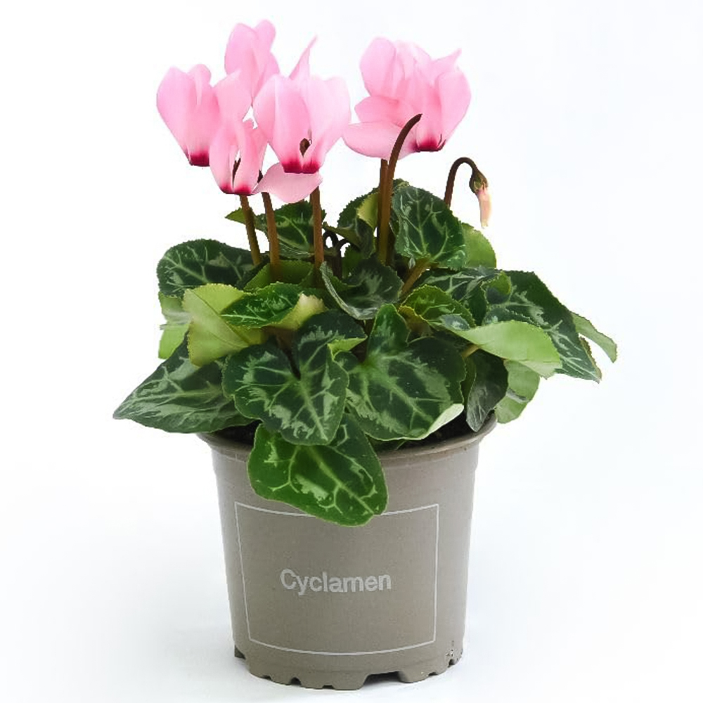 Thompson and Morgan Pink Cyclamen Plant Pot 9cm Image 2