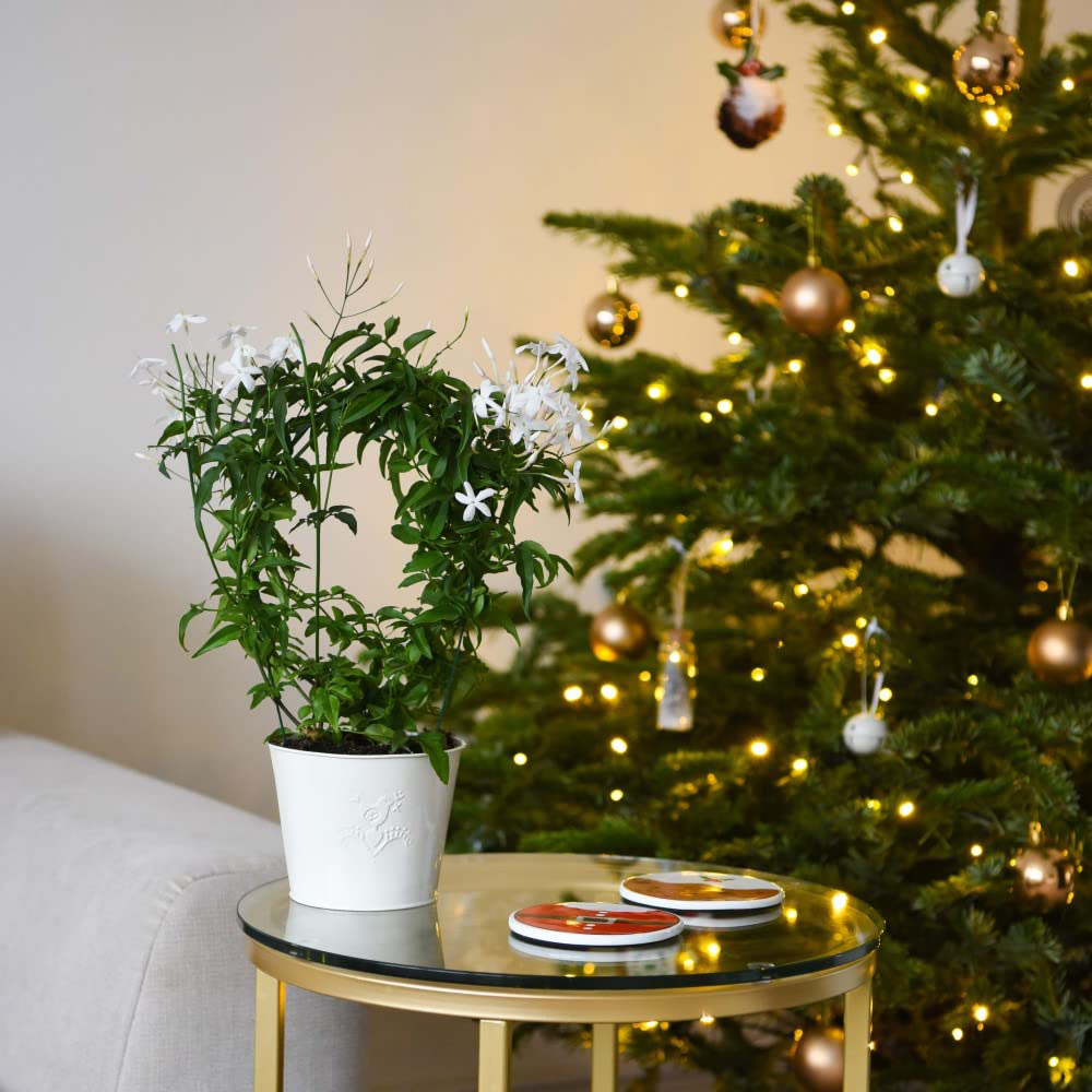 Thompson and Morgan Christmas Gift Jasmine on a Hoop in Pot 12cm 2 Pack Image 2