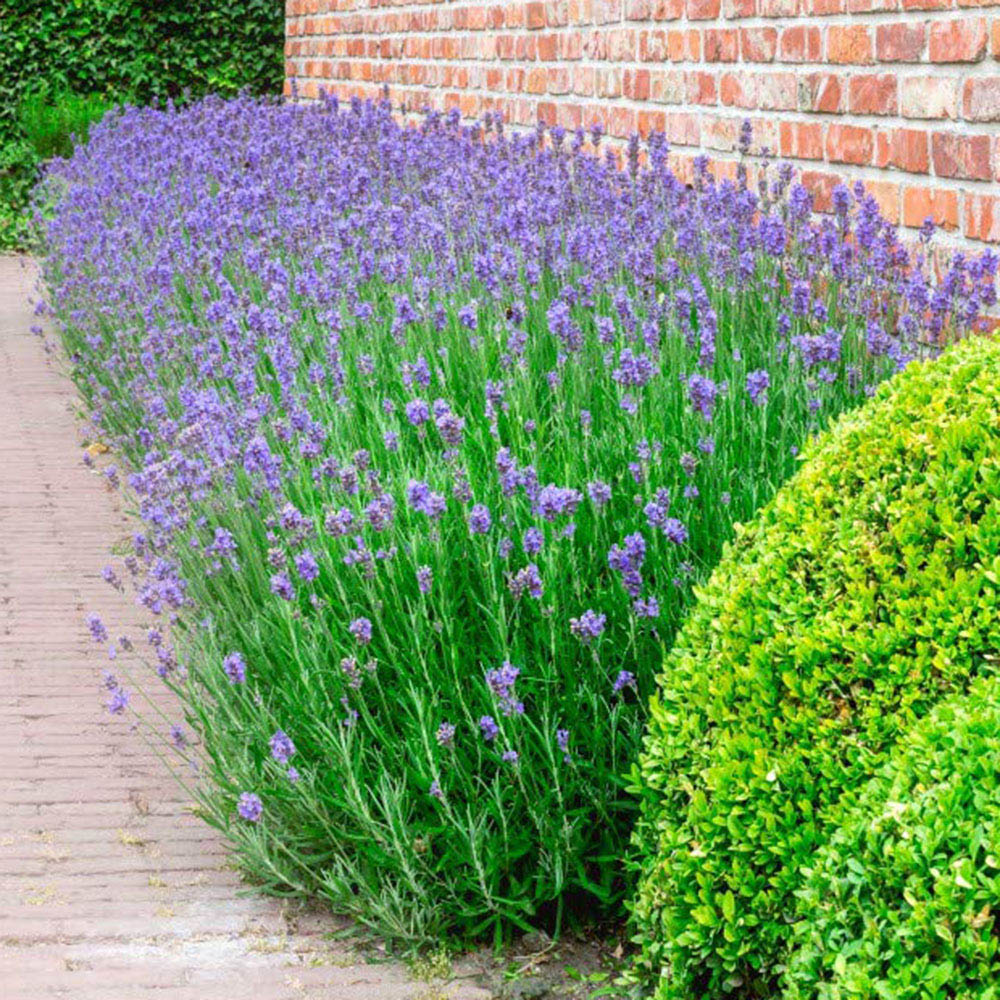 Thompson and Morgan Lavandula Lavender Angustifolia Munstead Plant Pot 9cm 5 Pack Image 2