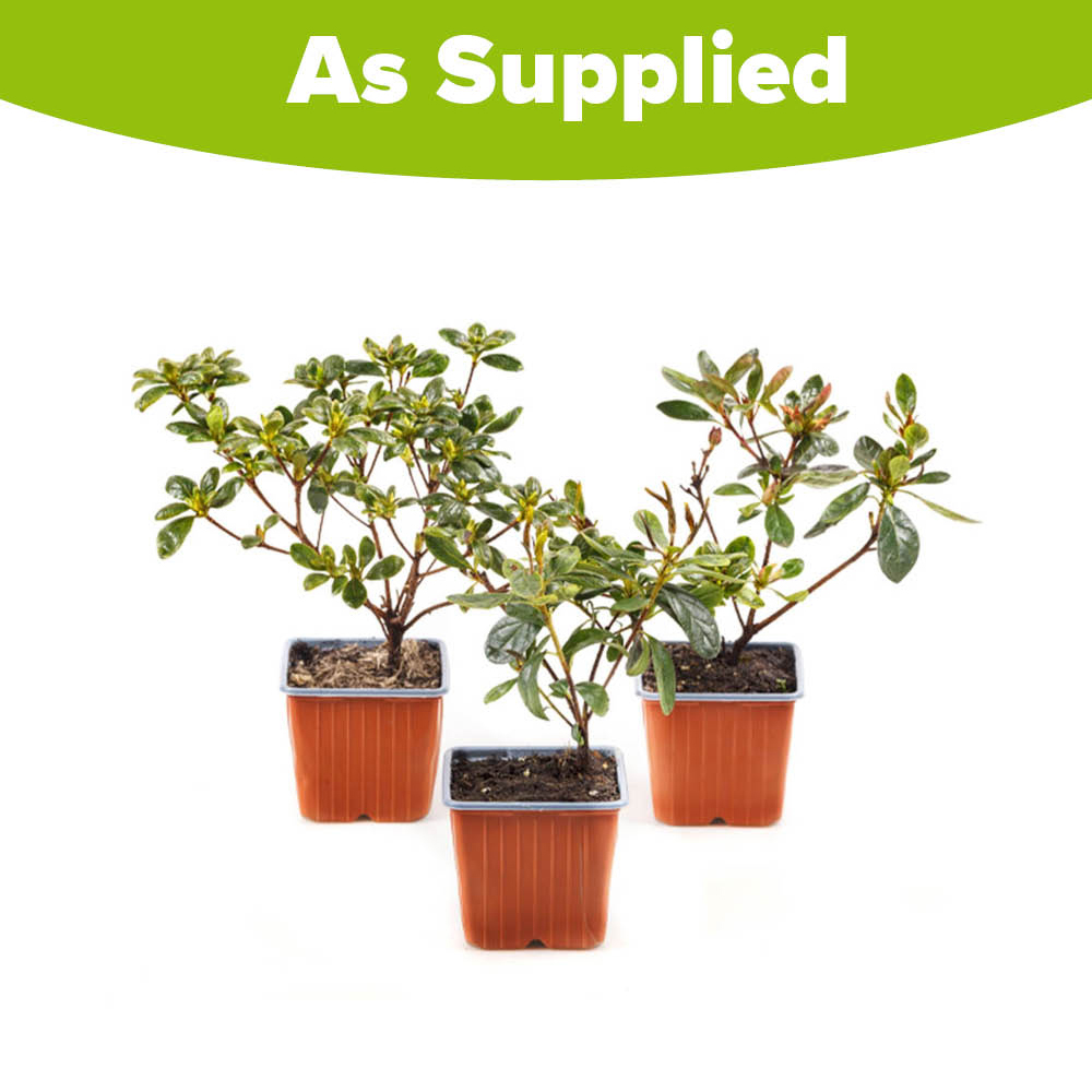 YouGarden Azalea Encore Collection Plant Pot 8cm 3 Pack Image 4