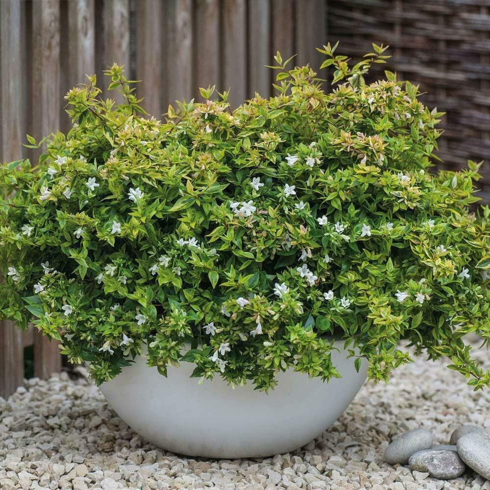Thompson and Morgan Abelia Kaleidoscope Plant Pot 9cm Image