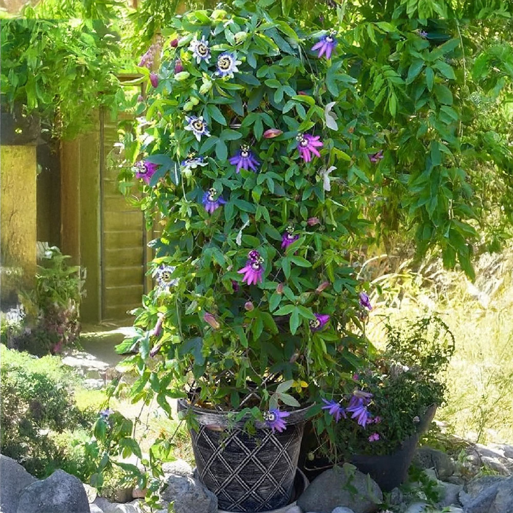 Garden Gear Black and Silver Plastic Tower Pot with Saucer 42cm 5 Pack Image 2