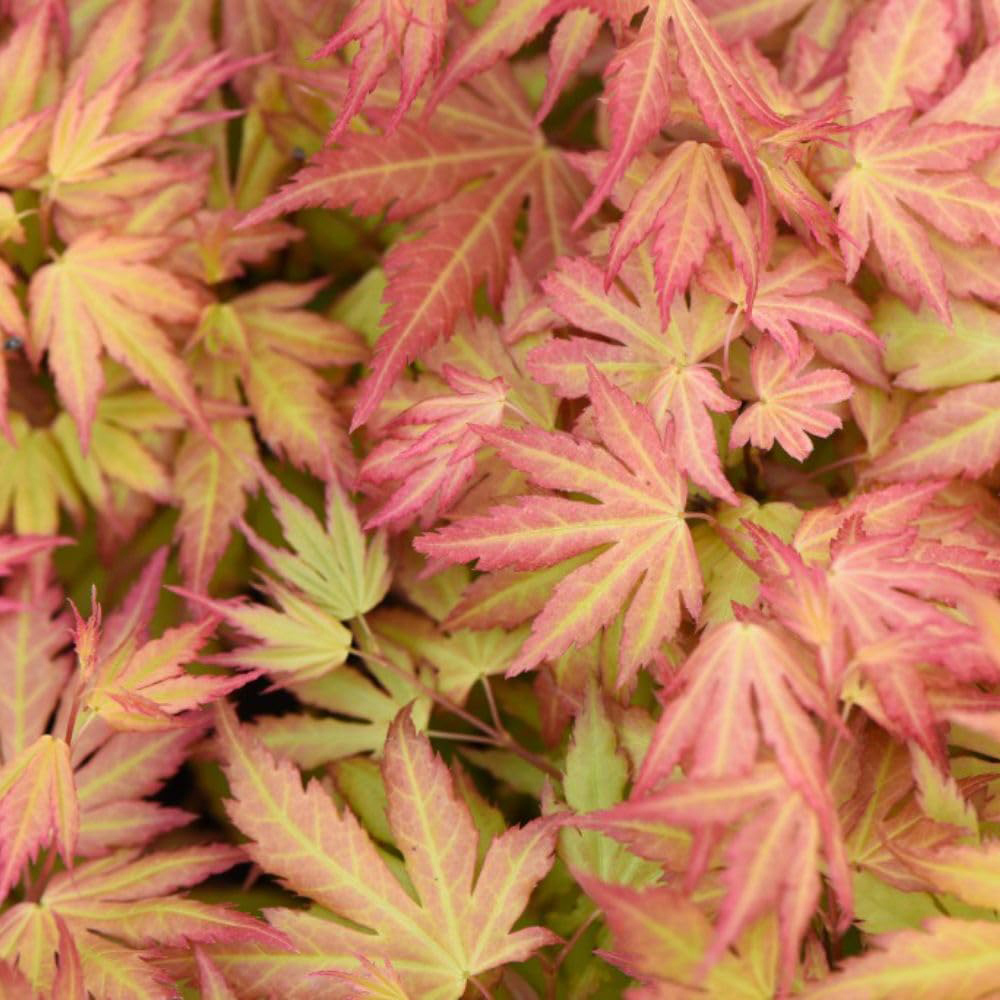 Thompson and Morgan Acer Palmate Orange Dream Potted Plant 15cm Image 1