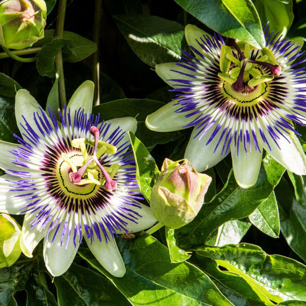 Thompson and Morgan Passiflora Caerulea Hoop Plant Pot 13cm Image 3