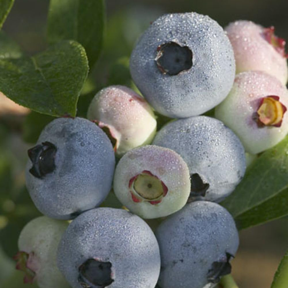 Thompson & Morgan Chandler Blueberry Plant Pot 9cm 3 Pack Image 1