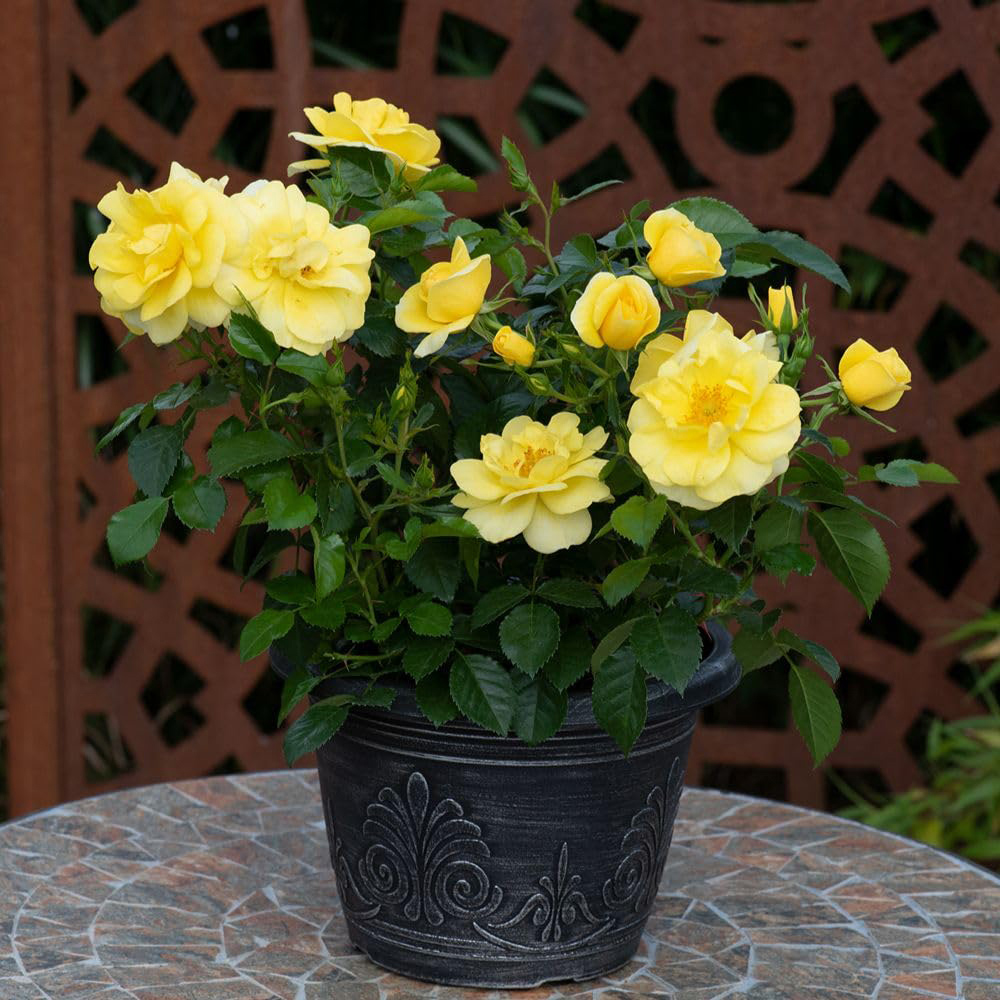 Thompson and Morgan Rosa Isnt She Wonderful Plant Pot 9cm Image 4