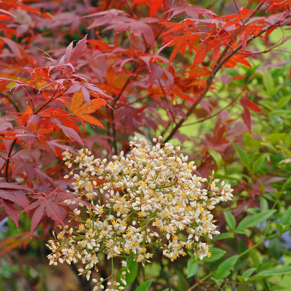 Thompson and Morgan Nandina Domestica Plant in Pot 15L Image 4
