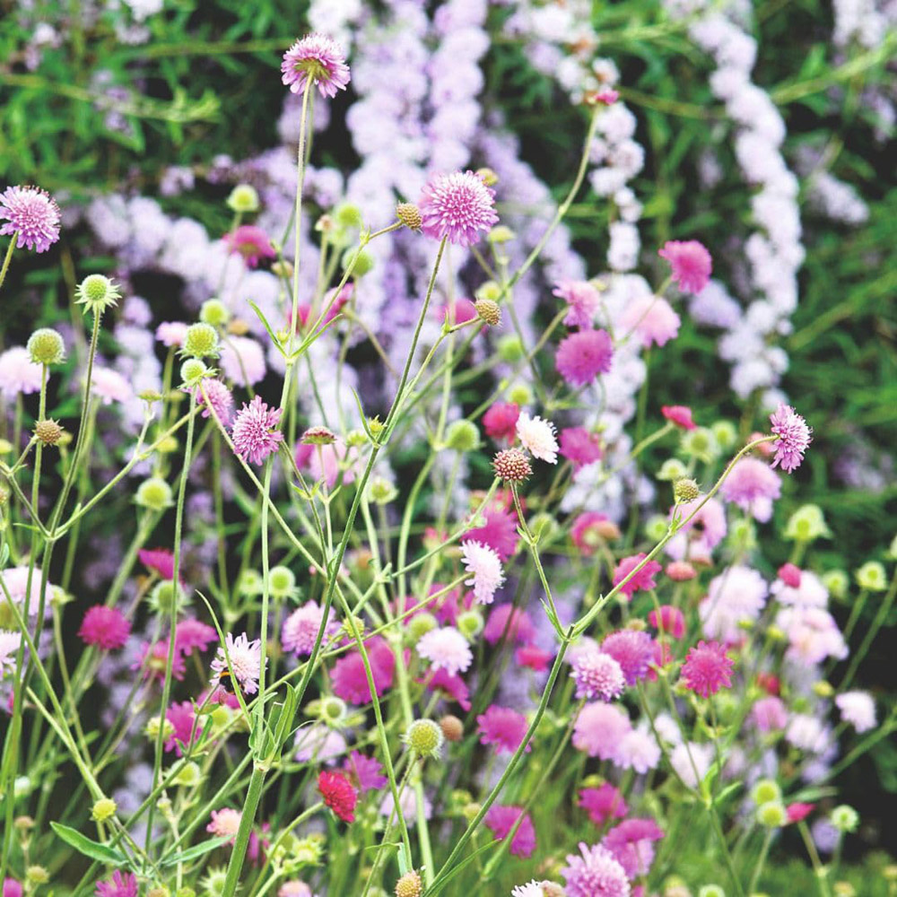 Thompson and Morgan Knautia Macedonica Melton Pastels Plant Pot 9cm 2 Pack Image 1