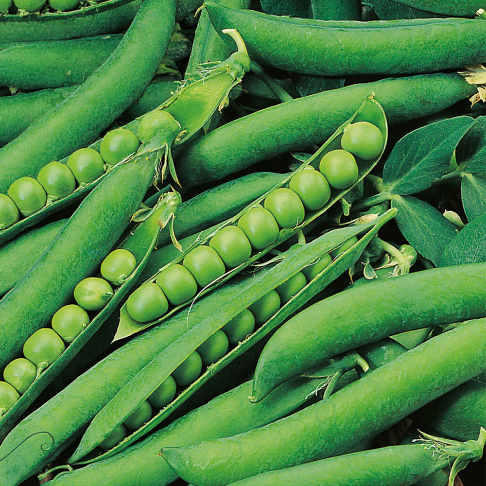 Pea Maincrop Hurst Green Shaft Seeds Image 1