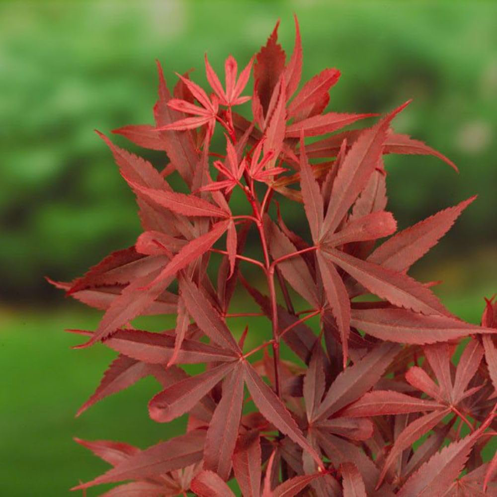 Thompson and Morgan Acer Palmatum Plant Shaina Plant Pot 3L 3 Pack Image 1