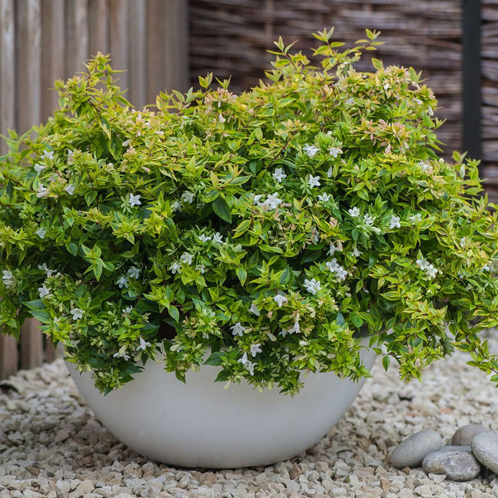 Thompson and Morgan Abelia Kaleidoscope Plant Pot 9cm 3 Pack Image 5